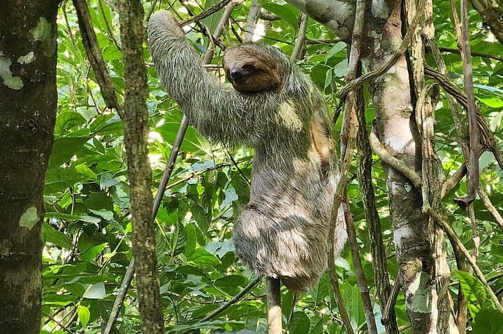 La Fortuna Sloth Tour: Rainforest Wildlife Walk with Conservation Guides