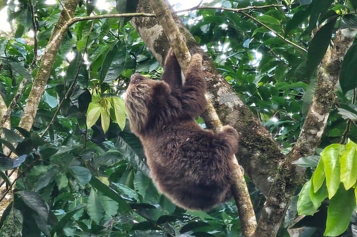 La Fortuna Sloth Tour: Rainforest Wildlife Walk with Conservation Guides photo 4