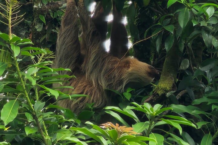La Fortuna Sloth Tour: Rainforest Wildlife Walk with Conservation Guides photo 5