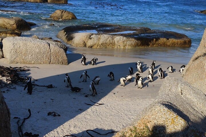 Cape of Good Hope & Boulders Beach: Full-Day Penguins and Peninsula Tour photo 1