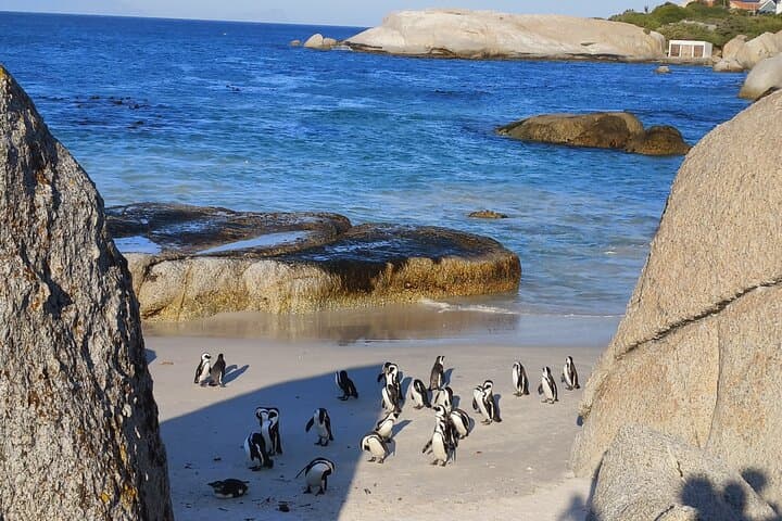 Cape of Good Hope & Boulders Beach: Full-Day Penguins and Peninsula Tour photo 3