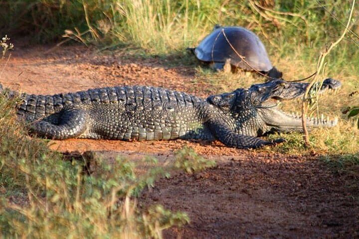 Wilpattu Jeep Safari and Anuradhapura Day Tour from Sigiriya: Wildlife, Ruins & Ancient Stupas photo 3
