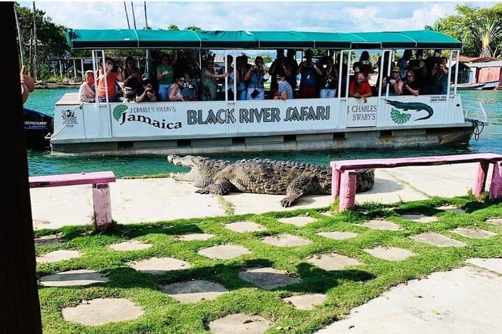 YS Falls and Black River Safari: Private South Coast Tour from Montego Bay