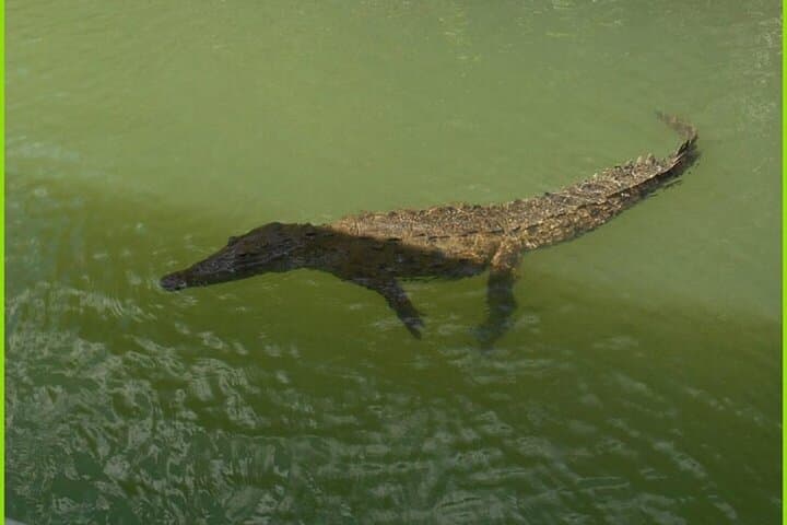YS Falls and Black River Safari: Private South Coast Tour from Montego Bay photo 3
