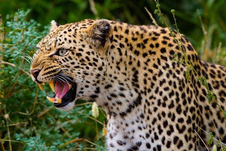 Yala Private Safari from Hambantota Port — Leopard, Elephant & Crocodile Game Drive