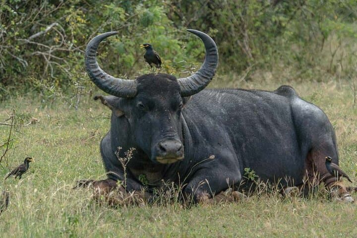 Yala Private Safari from Hambantota Port — Leopard, Elephant & Crocodile Game Drive photo 2