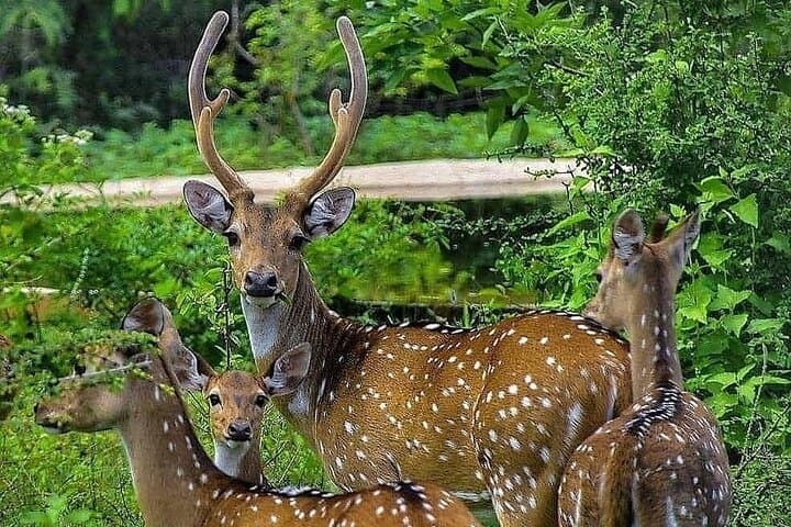 Yala Private Safari from Hambantota Port — Leopard, Elephant & Crocodile Game Drive photo 3