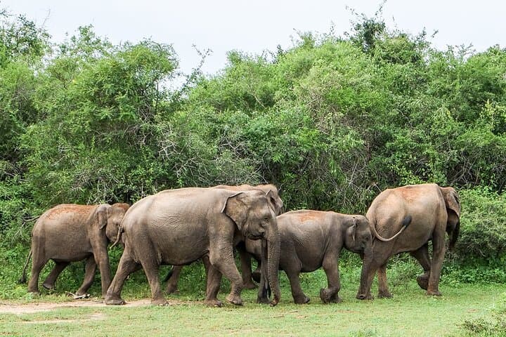 Yala Private Safari from Hambantota Port — Leopard, Elephant & Crocodile Game Drive photo 4