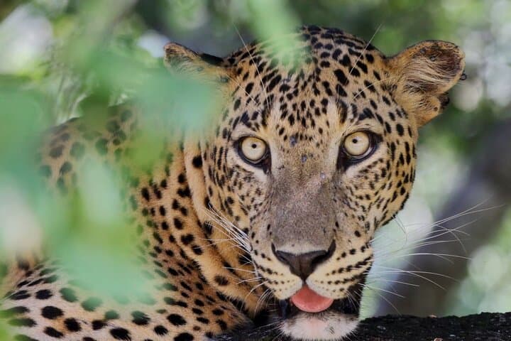 Yala Private Safari from Hambantota Port — Leopard, Elephant & Crocodile Game Drive photo 5