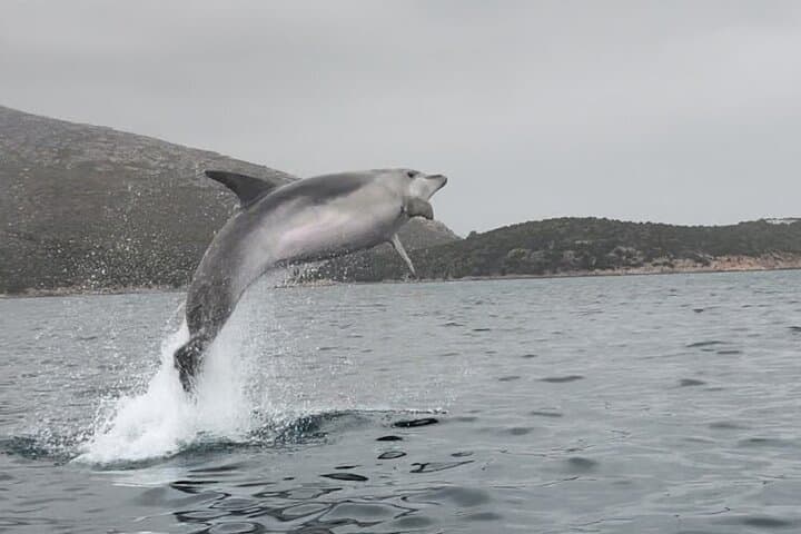Golfo Aranci Kayak Tour: Dolphins, Figarolo & Aperitif photo 3