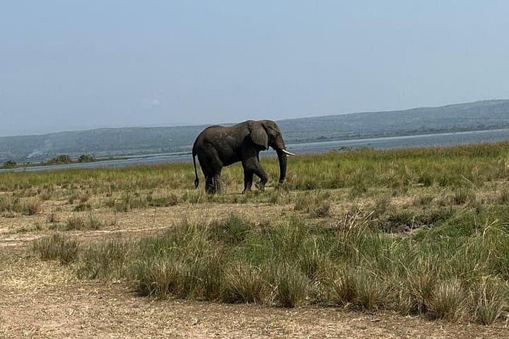 5-Day Uganda Safari: Murchison Falls, Ziwa Rhino Sanctuary & Kaynela Farm photo 3