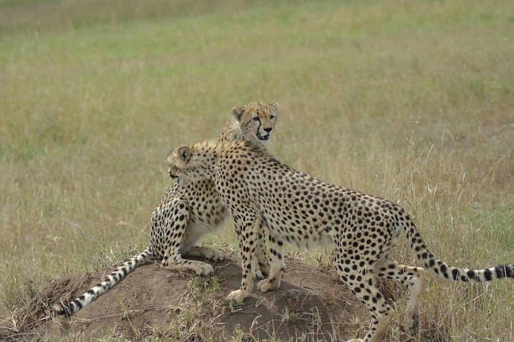 Three-Day Budget Lodge Safari — Tarangire, Ngorongoro & Lake Manyara photo 3