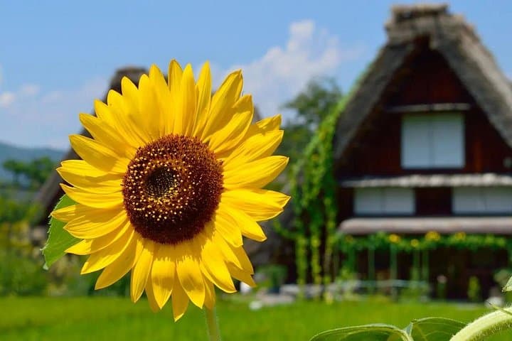 One-Day Shirakawa-go, Gujo Hachiman & Hida Takayama: Traditional Villages from Nagoya photo 1