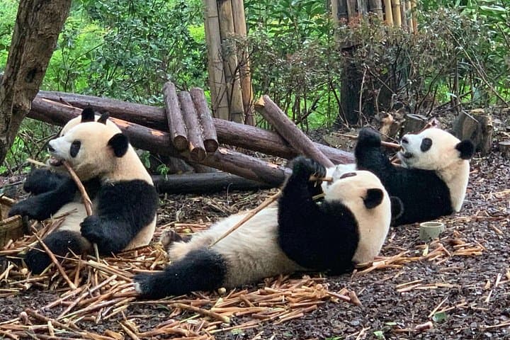 Visiting Chengdu Research Base of Giant Panda Breeding: What to Expect and How to Plan