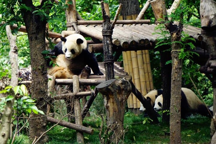 Visiting Chengdu Research Base of Giant Panda Breeding: What to Expect and How to Plan photo 2