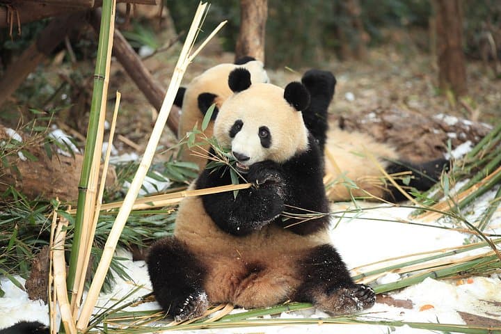 Visiting Chengdu Research Base of Giant Panda Breeding: What to Expect and How to Plan photo 3