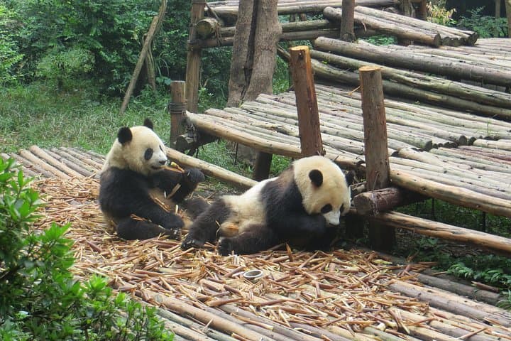 Visiting Chengdu Research Base of Giant Panda Breeding: What to Expect and How to Plan photo 4