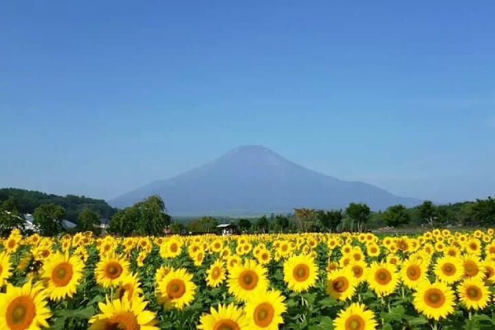 Mount Fuji 5th Station, Oshino Hakkai & Swan Lake Day Tour from Tokyo photo 4