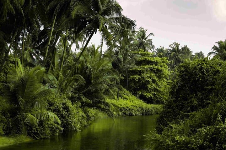 Goa Harvalem Waterfall & Spice Plantation: Full-Day Private Tour from Panaji photo 6