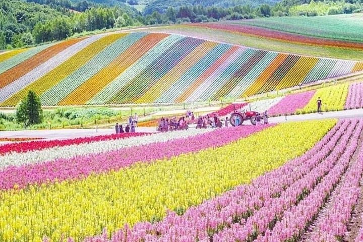 Shikisai-no-Oka & Furano Flower Fields: Blue Pond, Tomita Farm Day Trip from Sapporo