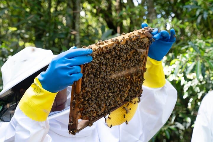 Beekeeping on São Miguel: Private Apiary Tour & Honey Tasting in the Azores
