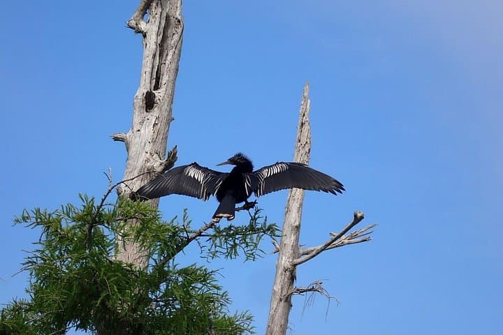 Poppy's Sweet Paddle on the Dora Canal: Kayak, SUP & Ice Cream in Tavares photo 4