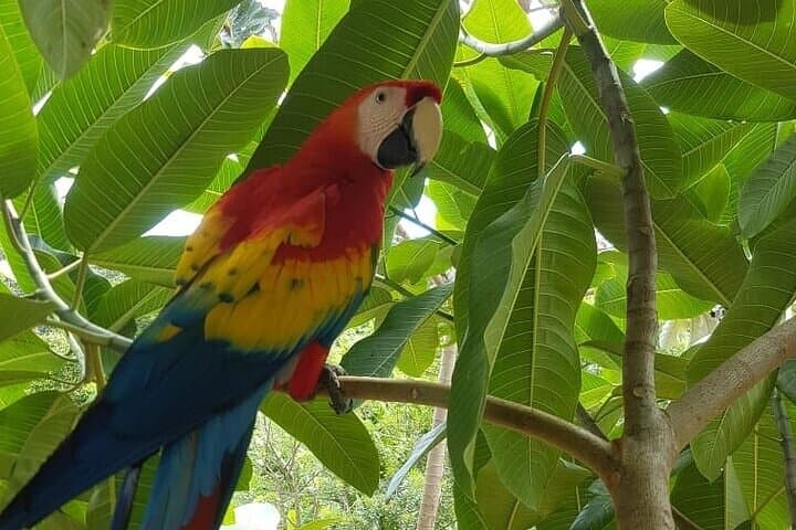 Manawakie Park Roatán: Zipline Through the Canopy and Cool Off at West Bay Beach photo 5