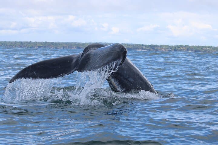 Bahía Málaga: 3-Day Humpback Whale Watching & Pacific Coast Jungle Escape photo 5