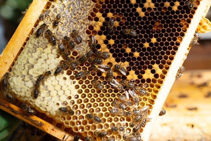 Beekeeping on São Miguel: Private Apiary Tour & Honey Tasting in the Azores photo 5