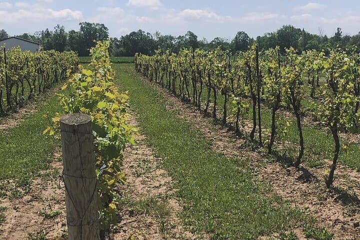 Private Niagara Wine Tour with Expert Guide: Exclusive Wineries & Farm-to-Table Lunch photo 2