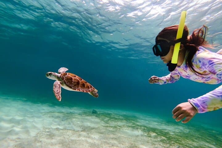 Shore Snorkel with Sea Turtles at Tres Trapi, Aruba — Family-Friendly Turtle Tour