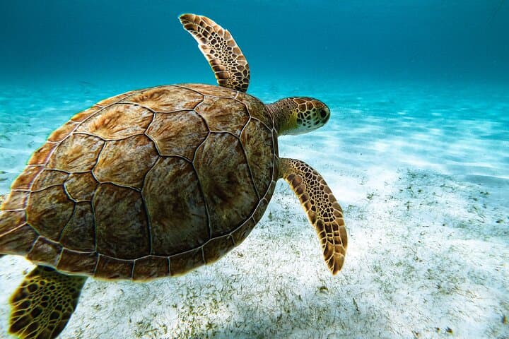 Shore Snorkel with Sea Turtles at Tres Trapi, Aruba — Family-Friendly Turtle Tour photo 2