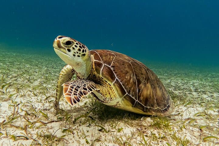 Shore Snorkel with Sea Turtles at Tres Trapi, Aruba — Family-Friendly Turtle Tour photo 6
