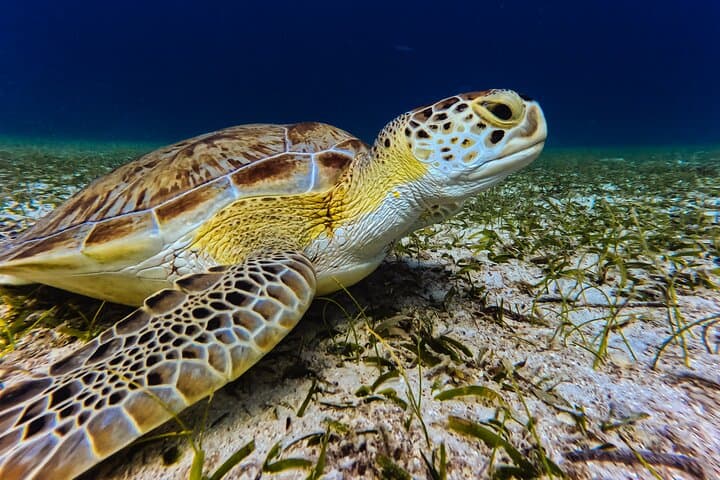 Shore Snorkel with Sea Turtles at Tres Trapi, Aruba — Family-Friendly Turtle Tour photo 5
