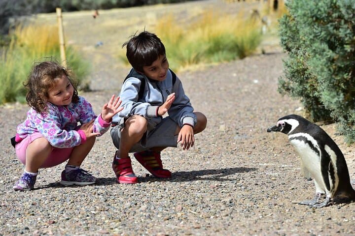 Full-Day Punta Tombo Penguin Walk from Puerto Madryn: See Magellanic Penguins Up Close