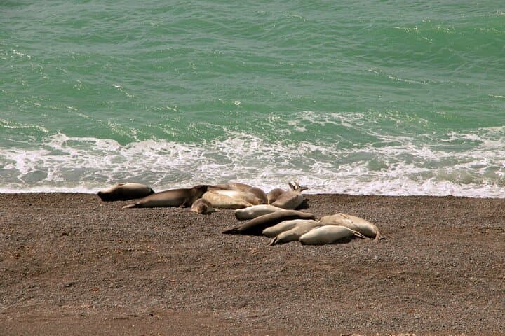 Full-Day Peninsula Valdes Wildlife Tour with Optional Whale Watching photo 2