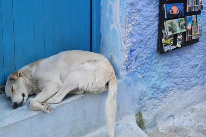Explore Chefchaouen's Blue Streets: A Day Trip from Tangier