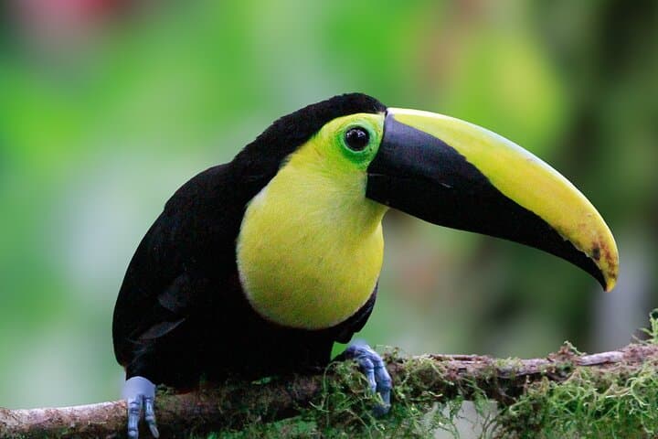 Mindo Cloud Forest Private Tour — Birding, Waterfalls & Chocolate from Quito