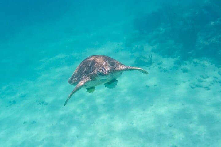 Semi-Private Akumal Turtle Snorkel and Tulum Cenote Swim photo 3
