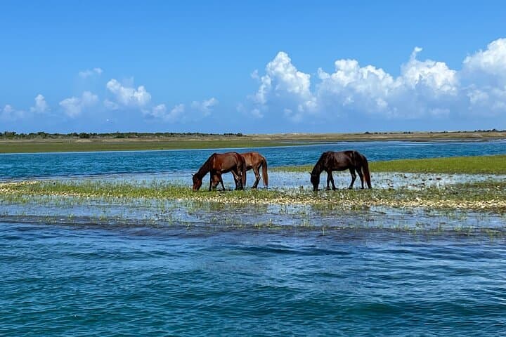 Private Boat Eco Tours to Shackleford Banks — Crystal Coast Wildlife & Fishing Adventure photo 3