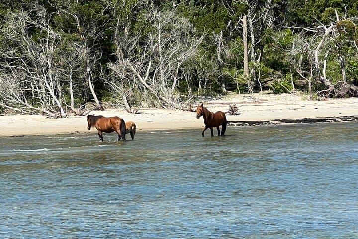 Private Boat Eco Tours to Shackleford Banks — Crystal Coast Wildlife & Fishing Adventure photo 6