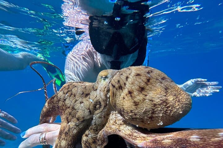 Private Morning Snorkel on Maui: Beach Set-Up, Snacks & Guided Marine Encounters