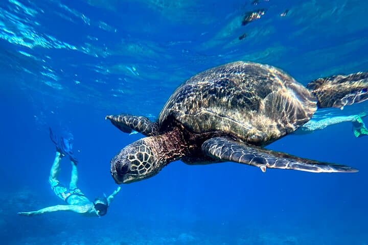 Private Morning Snorkel on Maui: Beach Set-Up, Snacks & Guided Marine Encounters photo 3