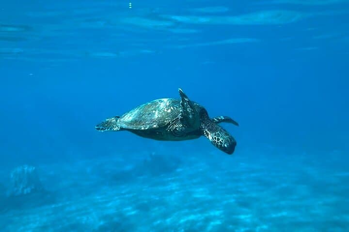Private Morning Snorkel on Maui: Beach Set-Up, Snacks & Guided Marine Encounters photo 2
