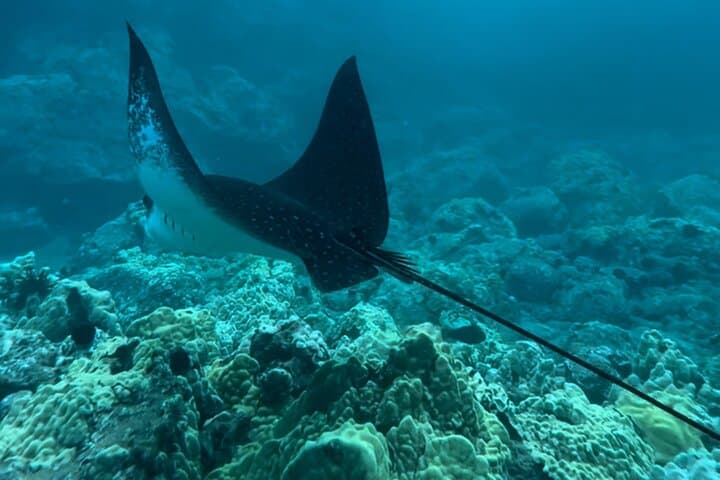Private Morning Snorkel on Maui: Beach Set-Up, Snacks & Guided Marine Encounters photo 6