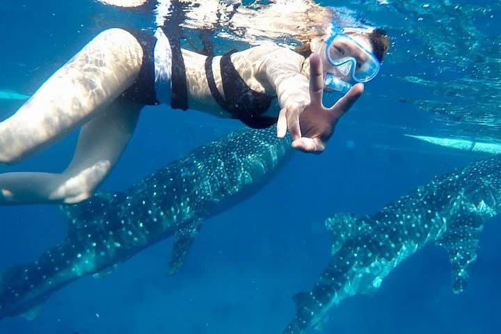 Whale Shark Snorkel & Sumilon Island Day Trip from Oslob — Ocean View Resort Lunch photo 3
