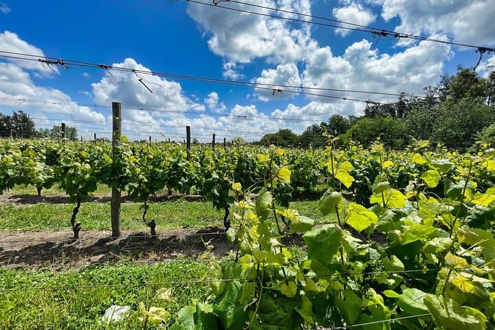 Private Montevideo Wine Tour: Tannat Tastings & Coastal Vineyards photo 2