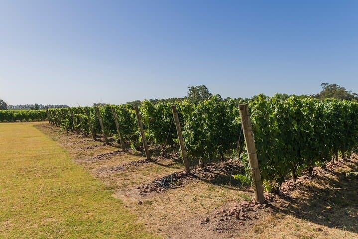 Private Montevideo Wine Tour: Tannat Tastings & Coastal Vineyards photo 5