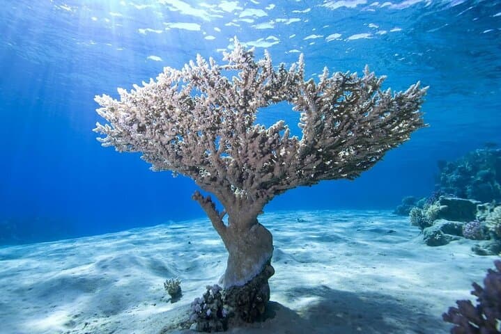 Full-Day Snorkeling at Ras Mohamed & White Island — Red Sea Coral Gardens photo 4