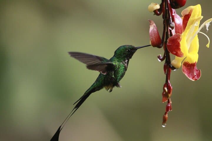Mindo Cloud Forest Private Tour — Birding, Waterfalls & Chocolate from Quito photo 5